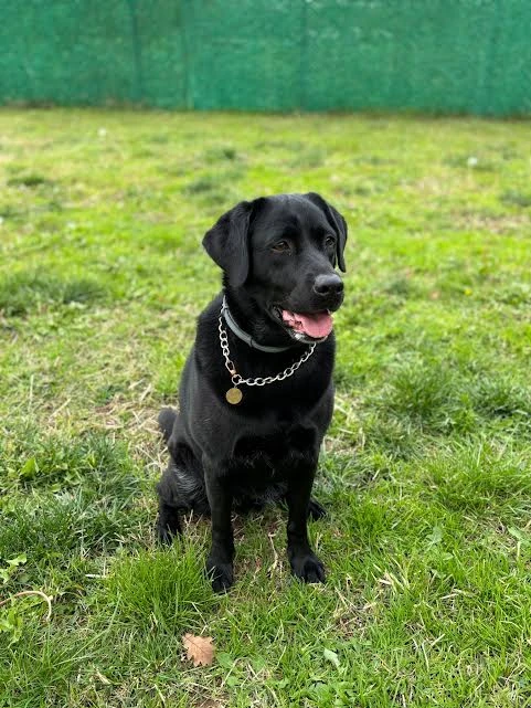 Daimi Müdavimlerimizden Labrador Tina