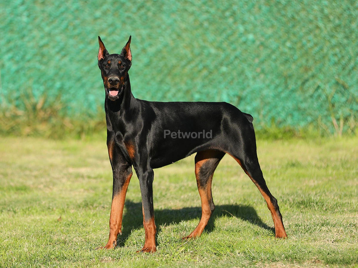 Zoya