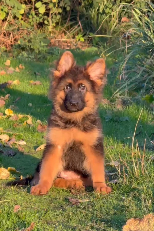 Alexa gallery video 1