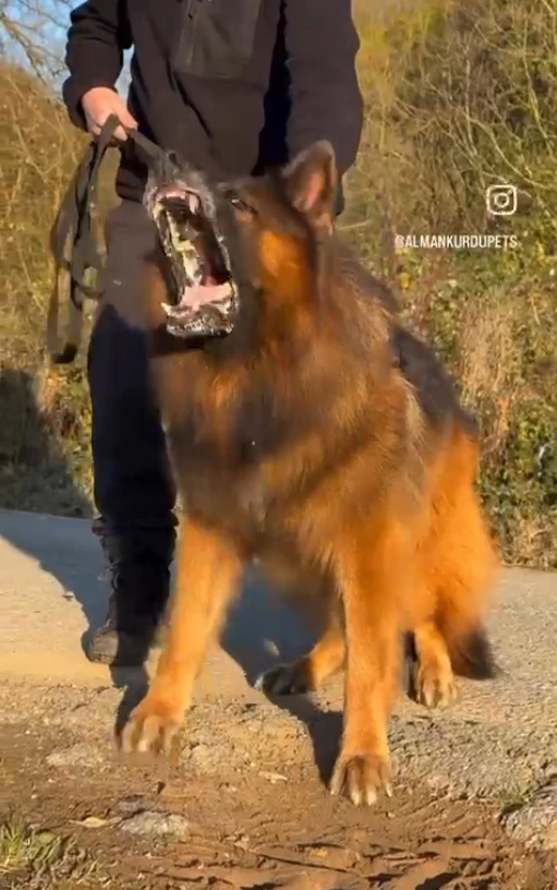 Hulk Elite World gallery video 2