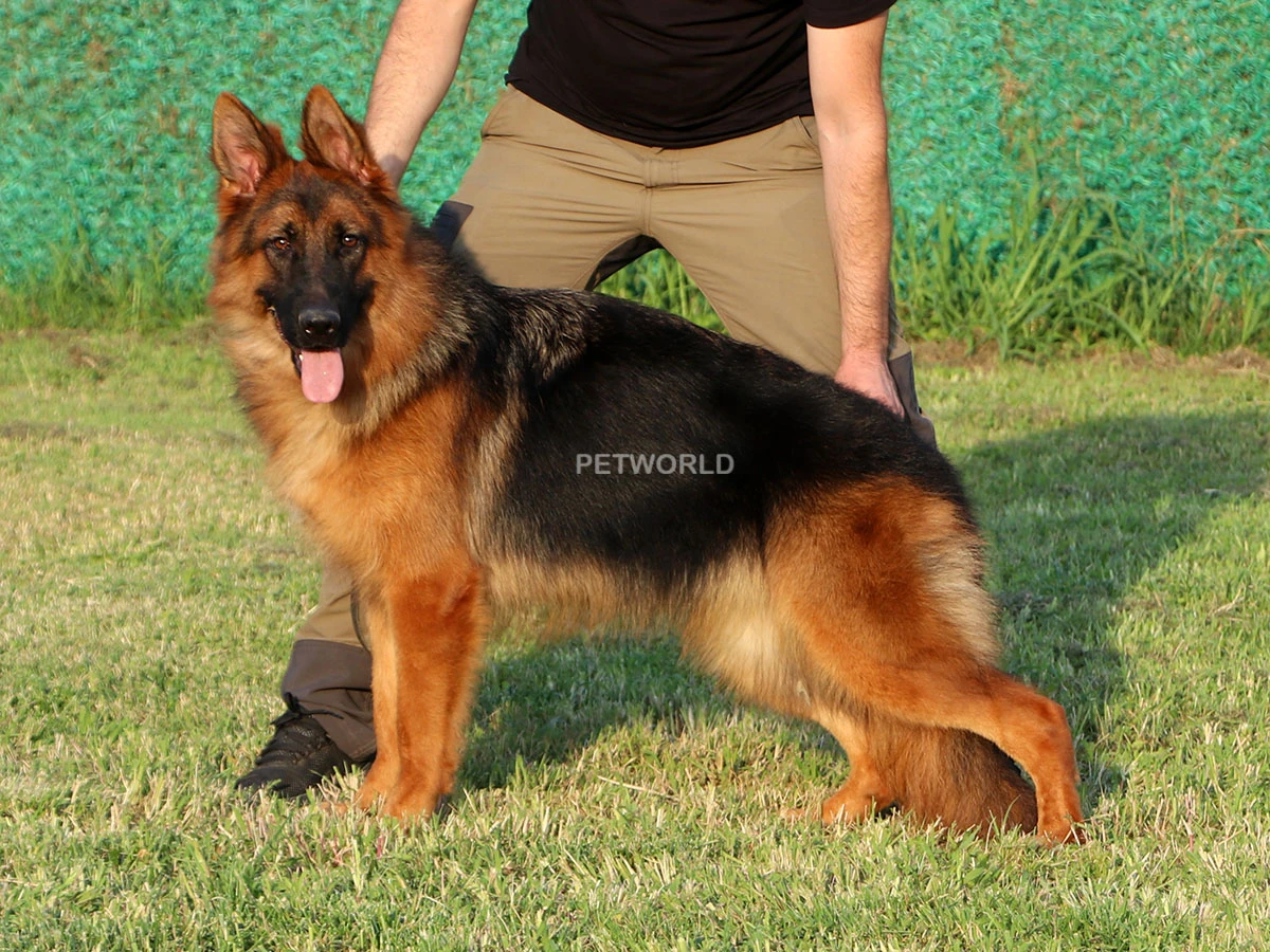 Leysa