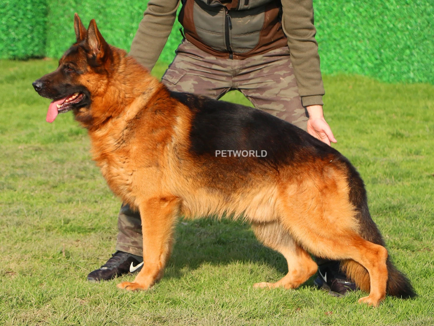 Ballack vom Externstein(5996) gallery 2