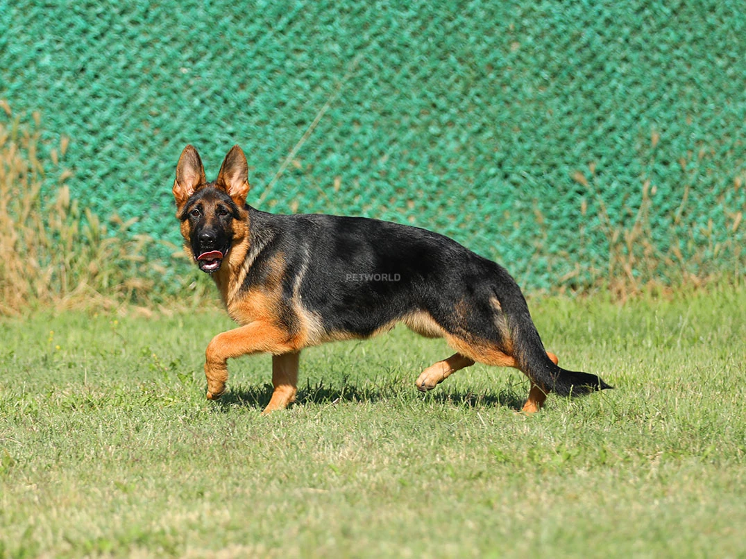 Bobo gallery 3