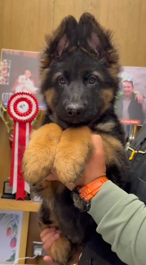 Bold gallery video 1