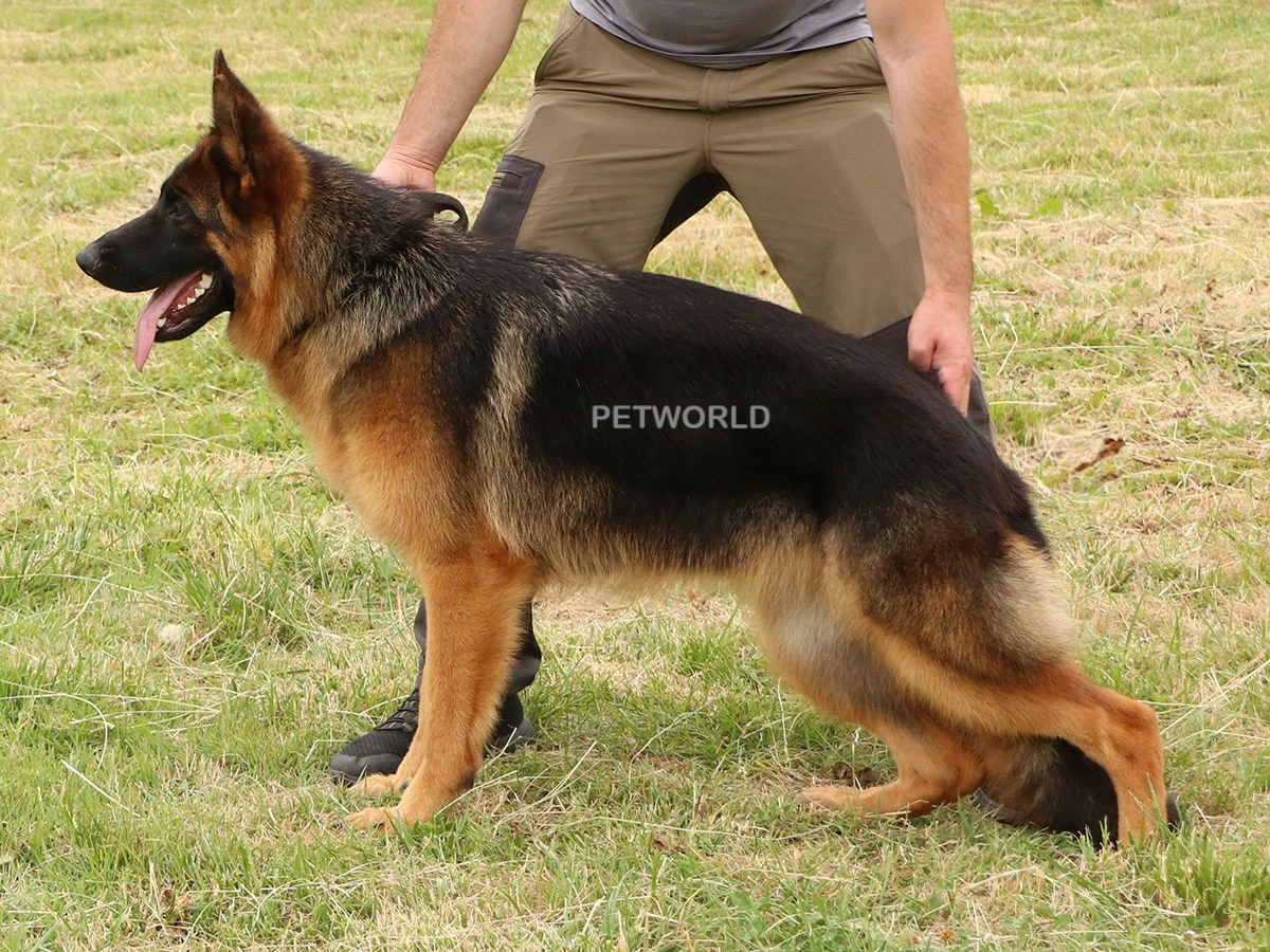 Elit Yavru Darya gallery 1