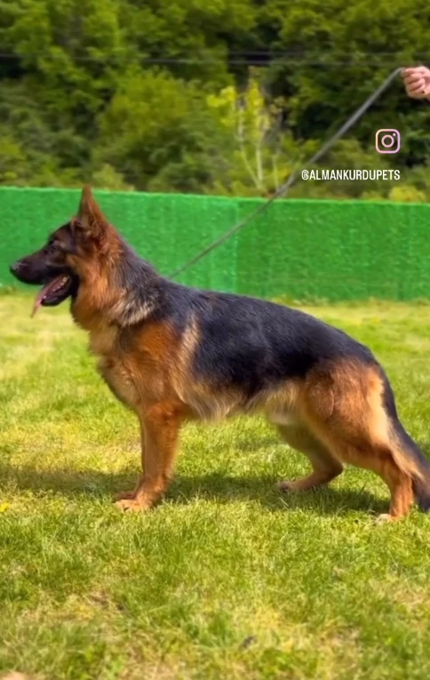 Hegen Elit World gallery video 1