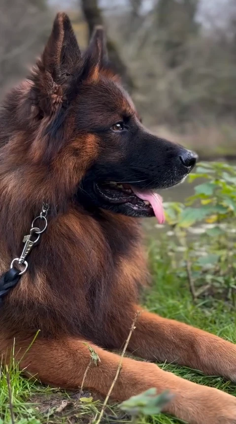 Hulk Elite World gallery video 1