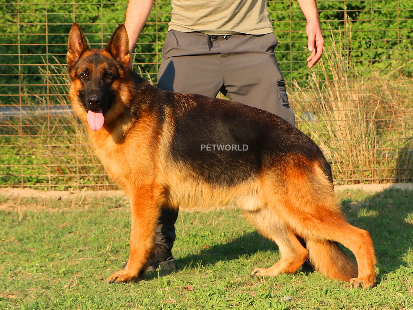 Denger Elite World gallery 2