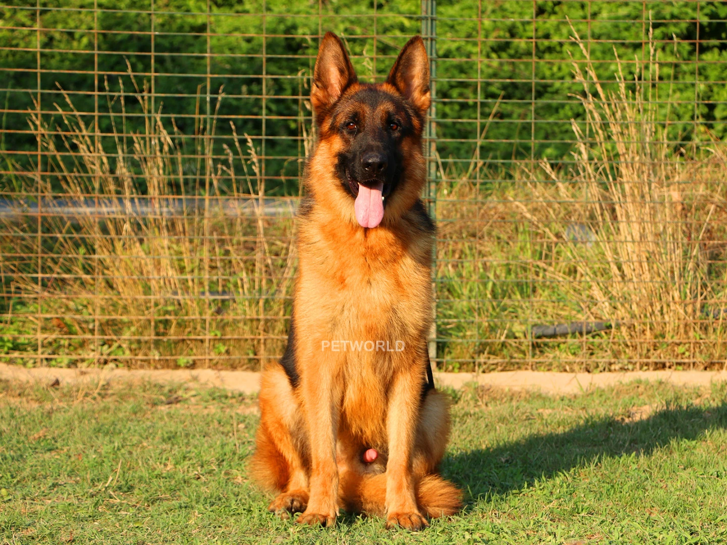 Denger Elite World gallery 3