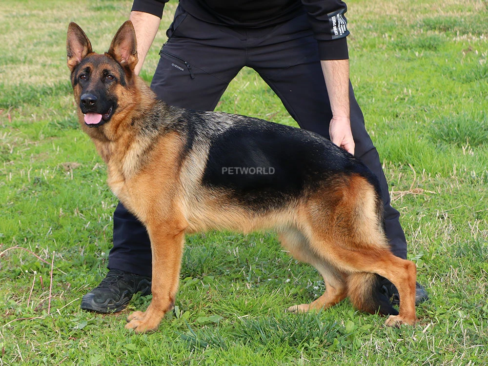 Elit Yavru Sarita gallery 1