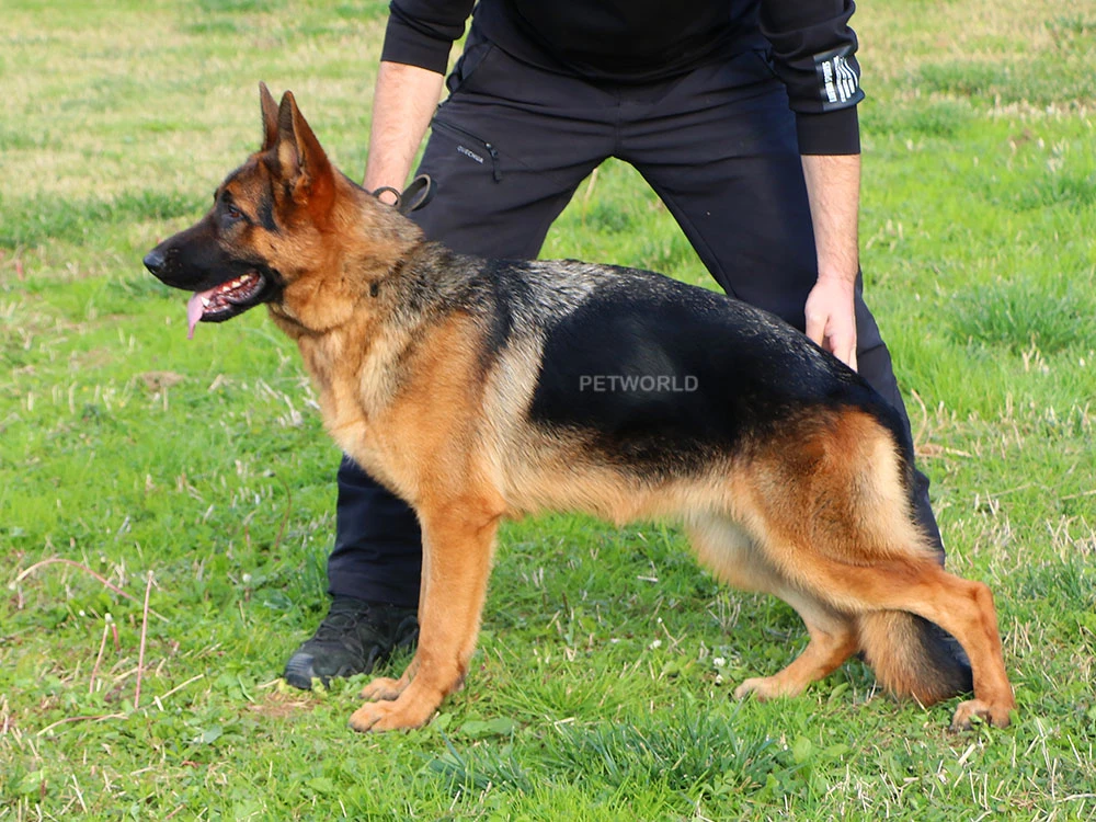 Elit Yavru Sarita gallery 2