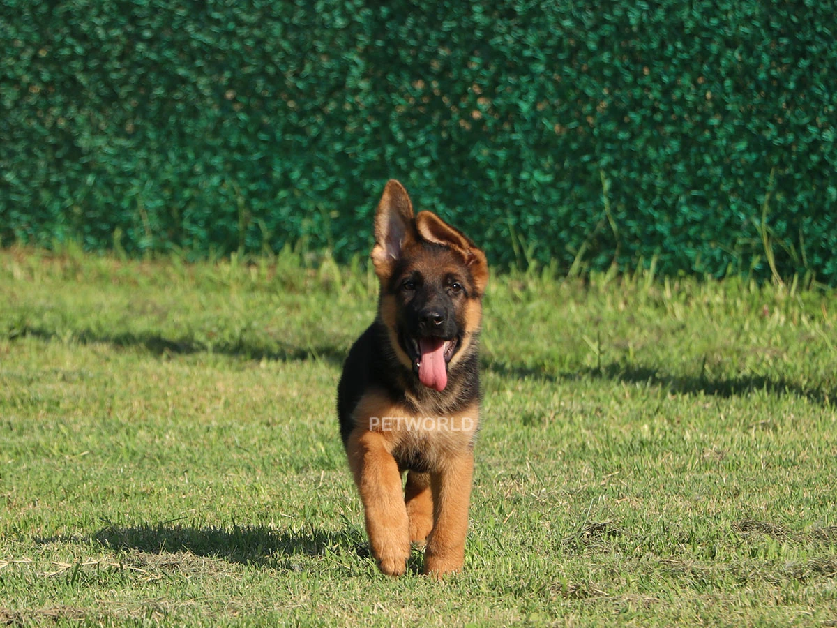 Boris