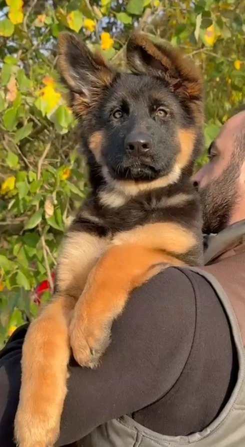 Bambi gallery video 1