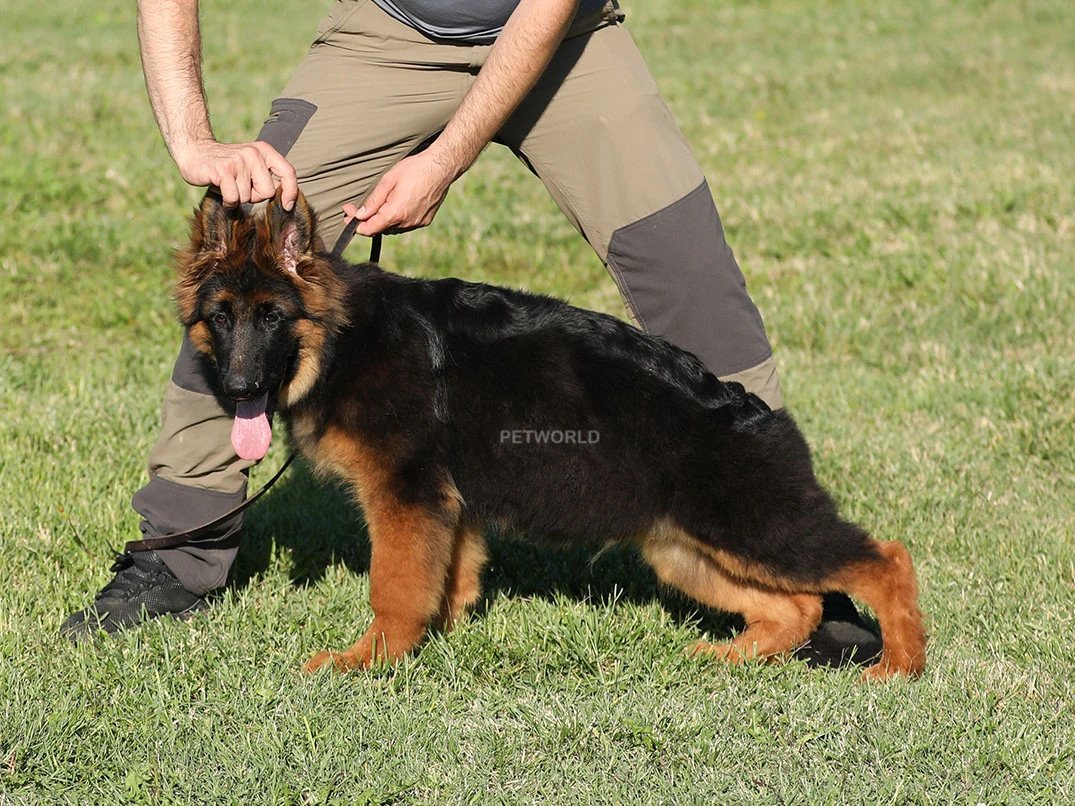 Otto
