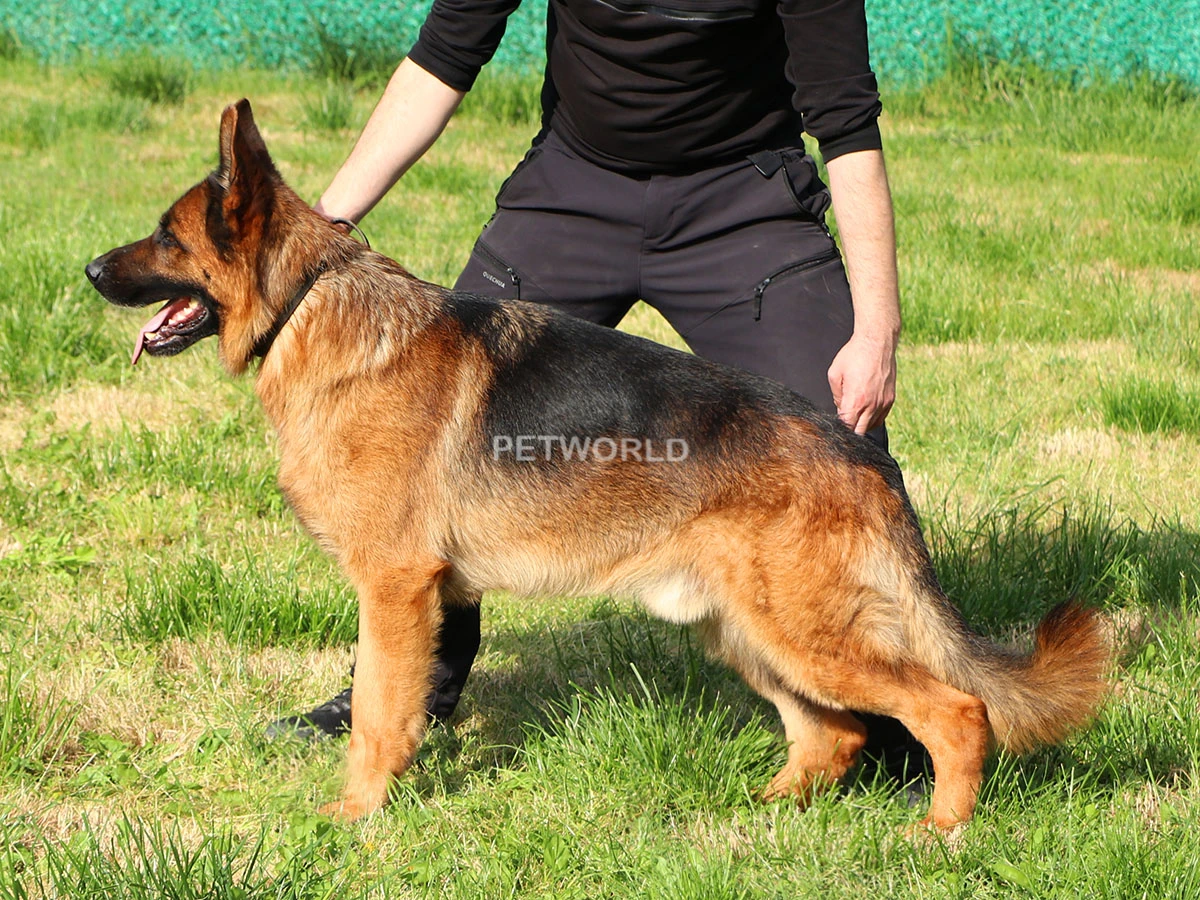 Marshall Vardar Wolf gallery 2