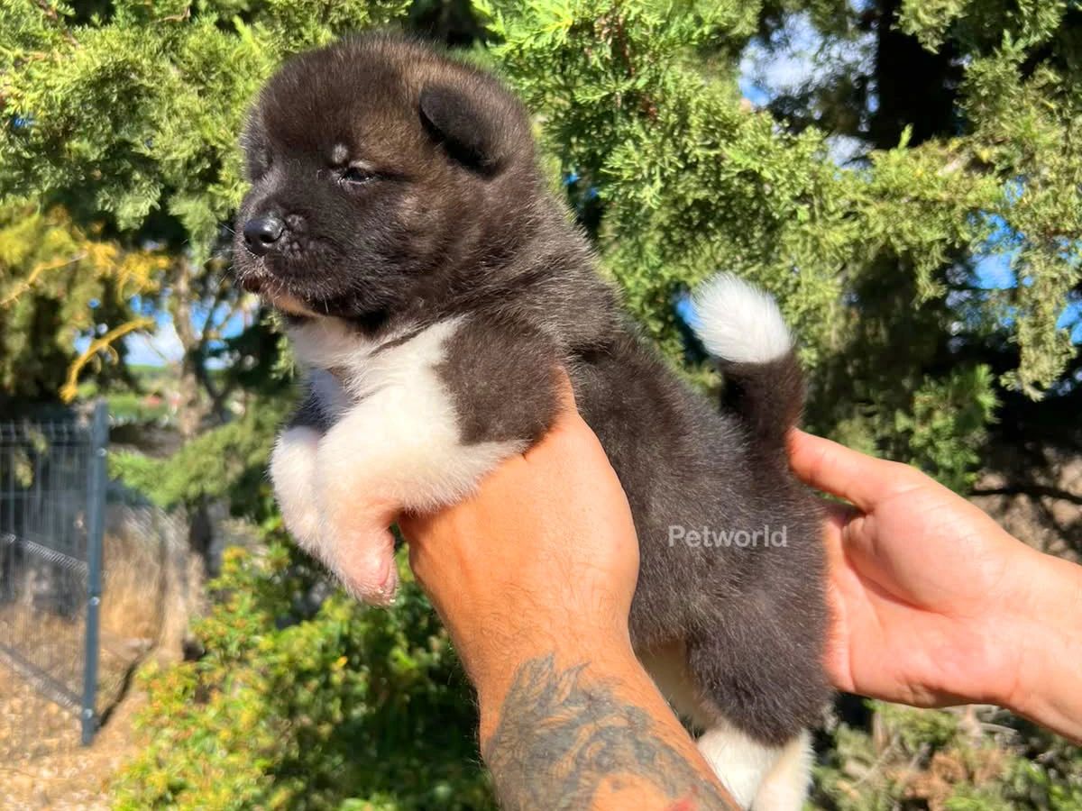 Ares
