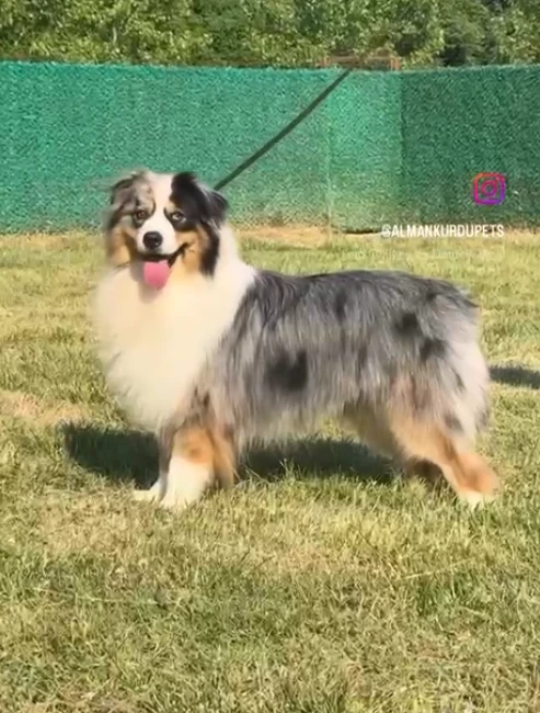 Edward gallery video 1