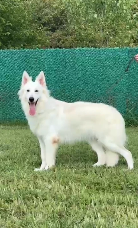 Elit Yavru Ice gallery video 1