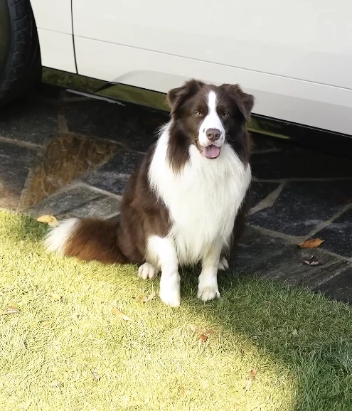 Elit Yavru Gomna gallery video 1