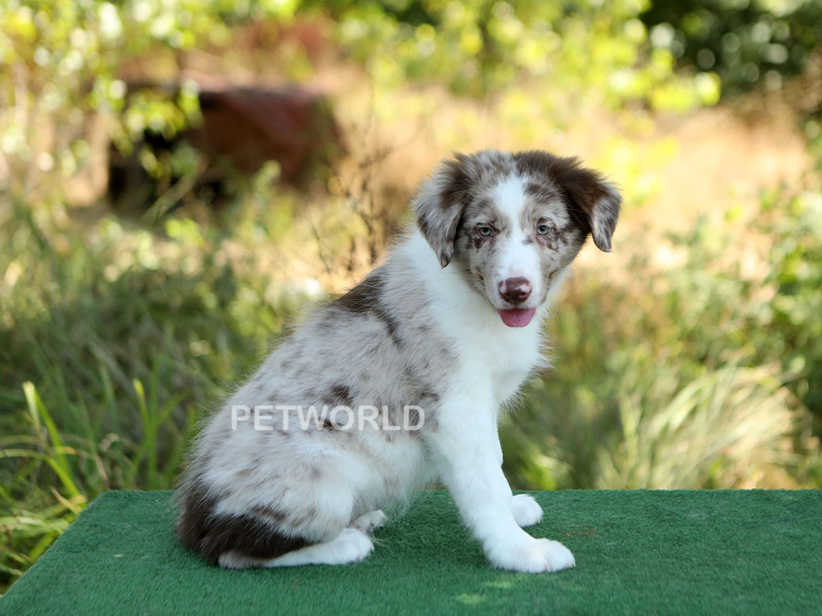 Elit Yavru Duke gallery 1