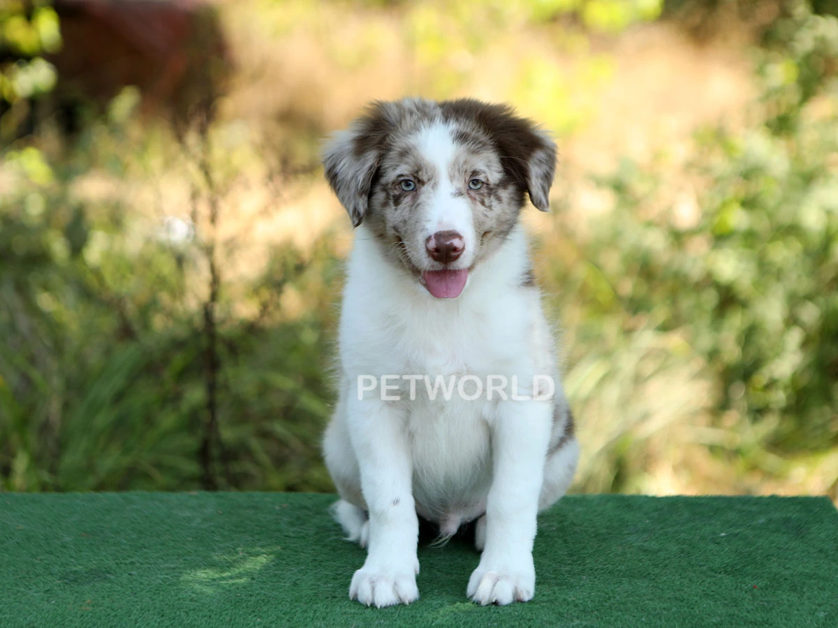 Elit Yavru Duke gallery 2