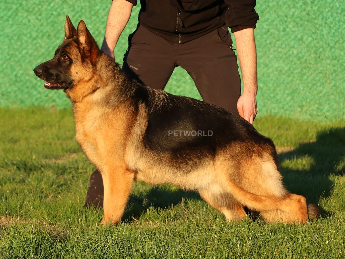 Elit Yavru Ivone gallery 2