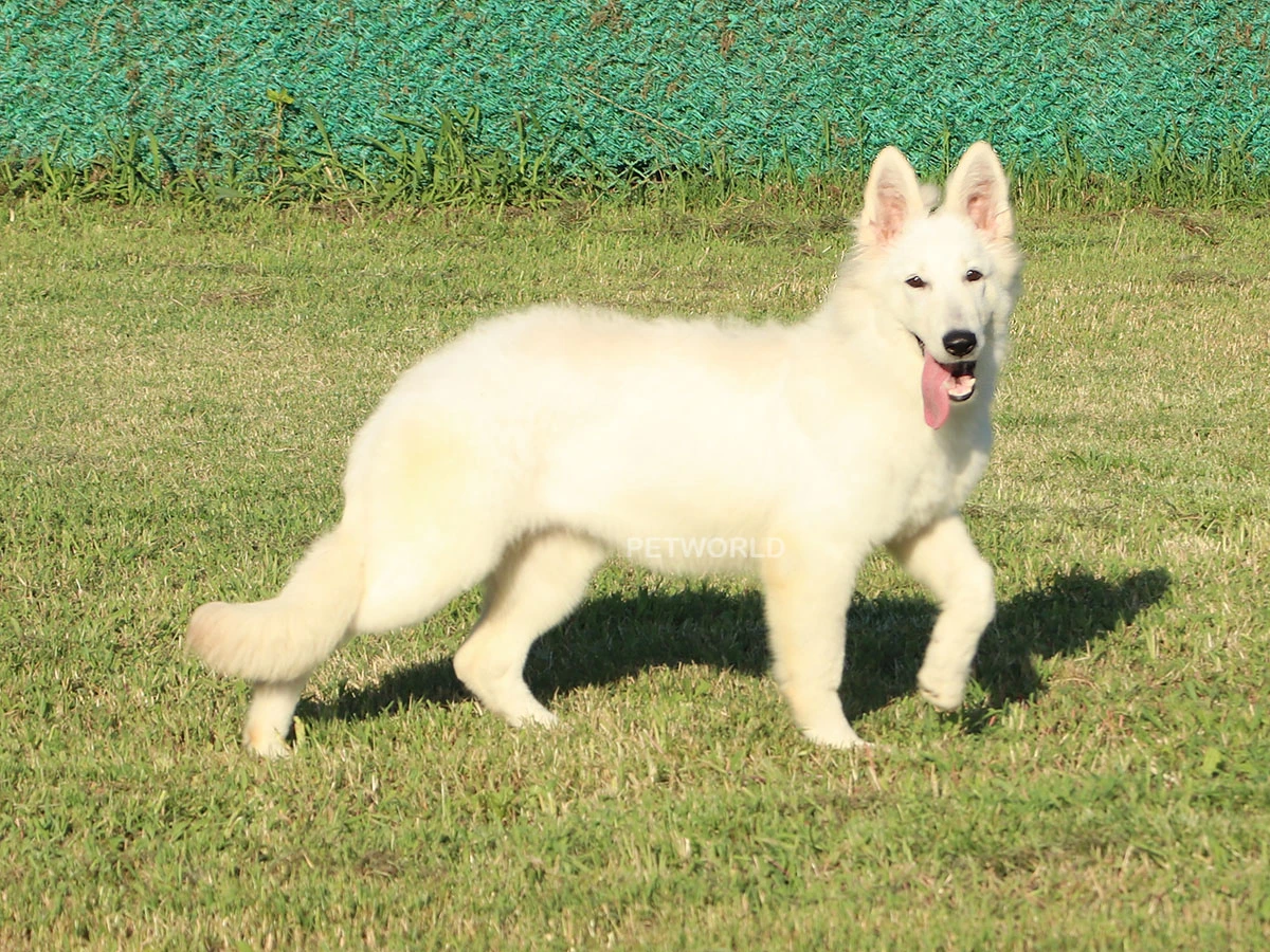 Elit Yavru Luck