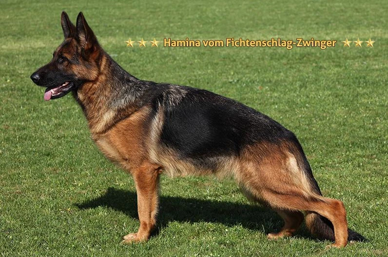 Taco du chemin d'eden