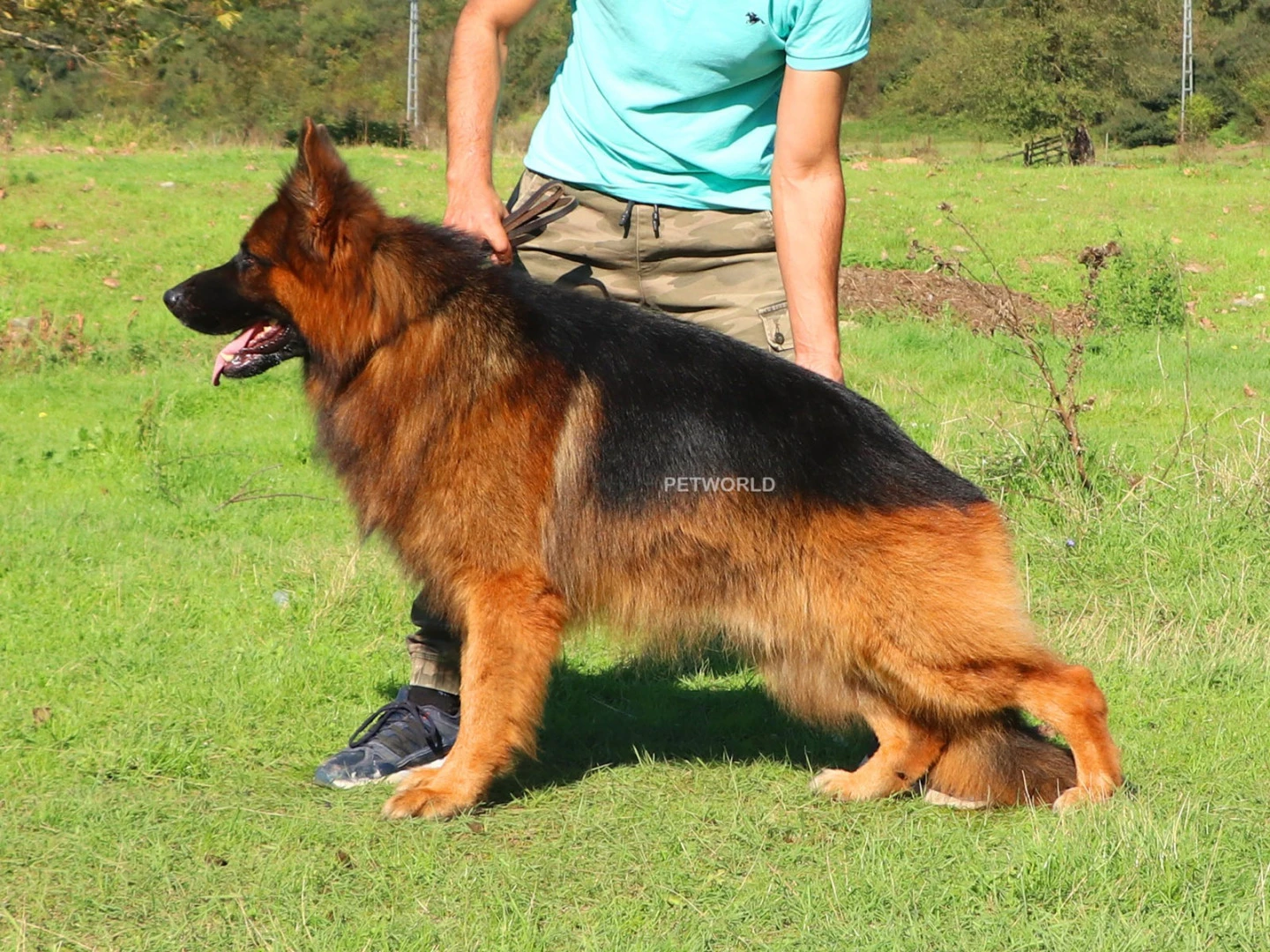 Hulk Elite World gallery 2