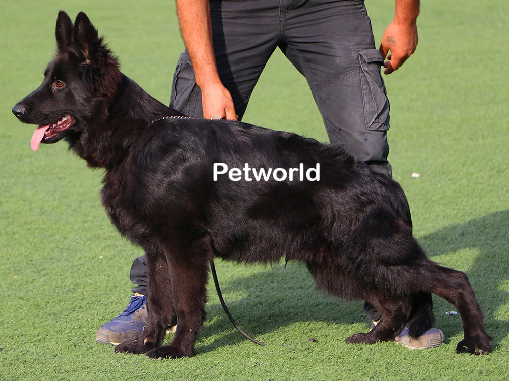 Zeyd von Petworld(0865) gallery 4
