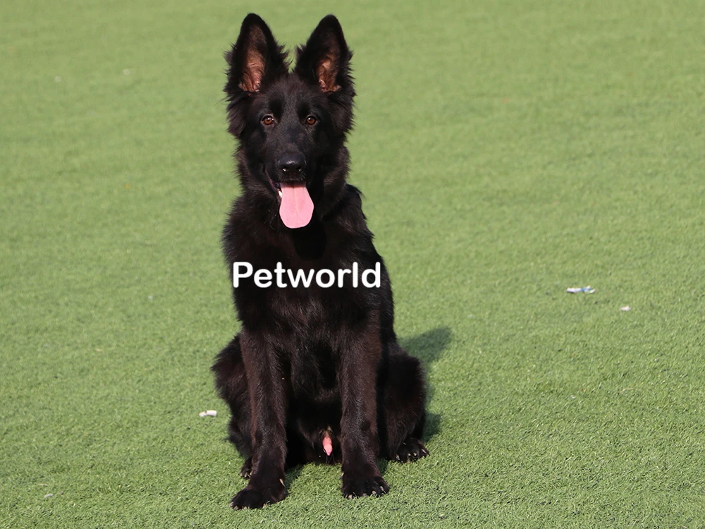 Zeyd von Petworld(0865) gallery 6