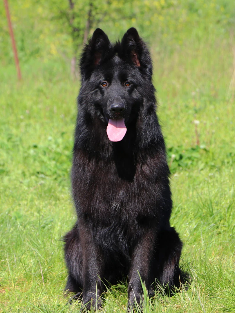 Zeyd von Petworld(0865) gallery 2
