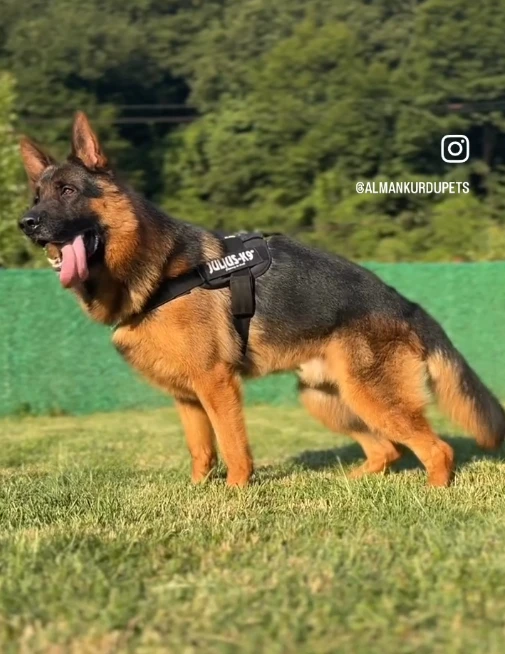 Jax vom Osterberger-land gallery video 2