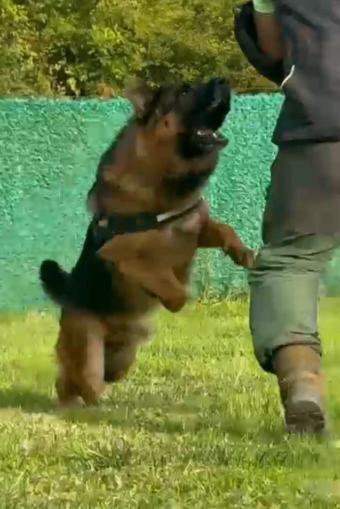 Jax vom Osterberger-land gallery video 1