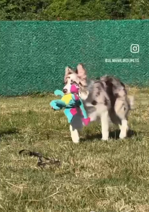 Asher gallery video 1