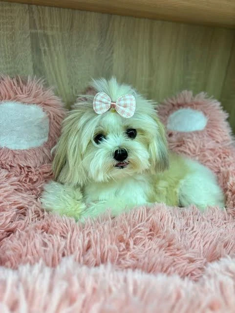 Elit Yavru&Petworld Köpek Otelimizin Daimi Müdavimi Morkie Lola