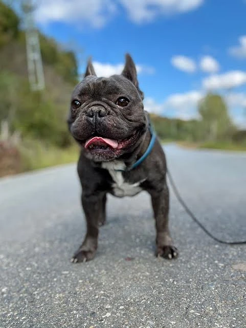 Elit Yavru&Petworld Köpek Otelimizin Misafirlerinden French Bulldog Happy