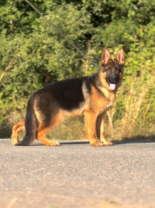 Pars gallery video 1