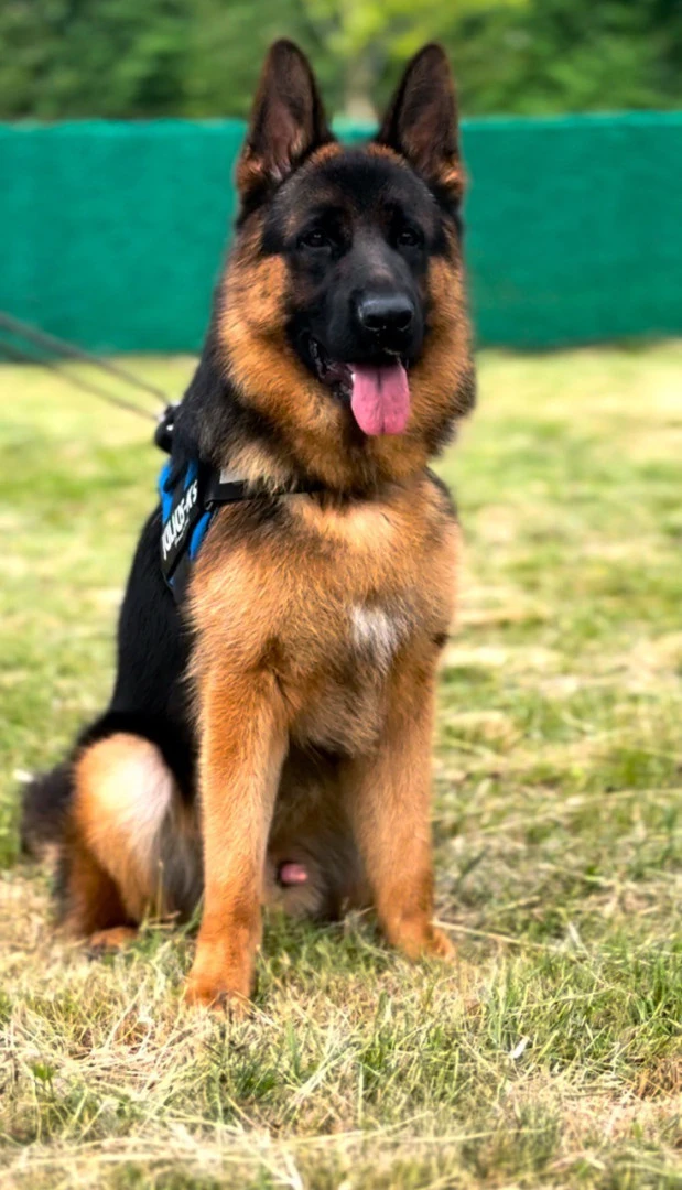 Brody gallery video 1