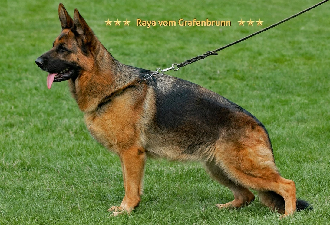 Dünya Şampiyonundan Yeni Bir Efsane: Re della Valvuvia’nın Oğlu Ranger 2