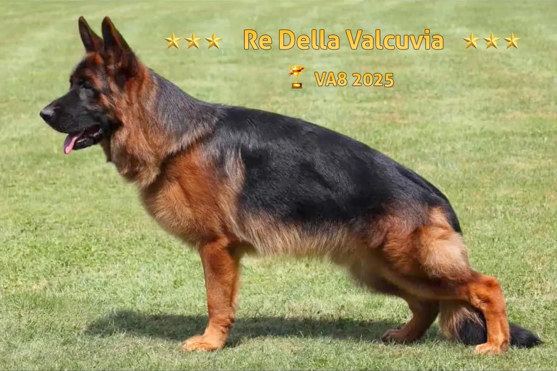 Dünya Şampiyonundan Yeni Bir Efsane: Re della Valvuvia’nın Oğlu Ranger