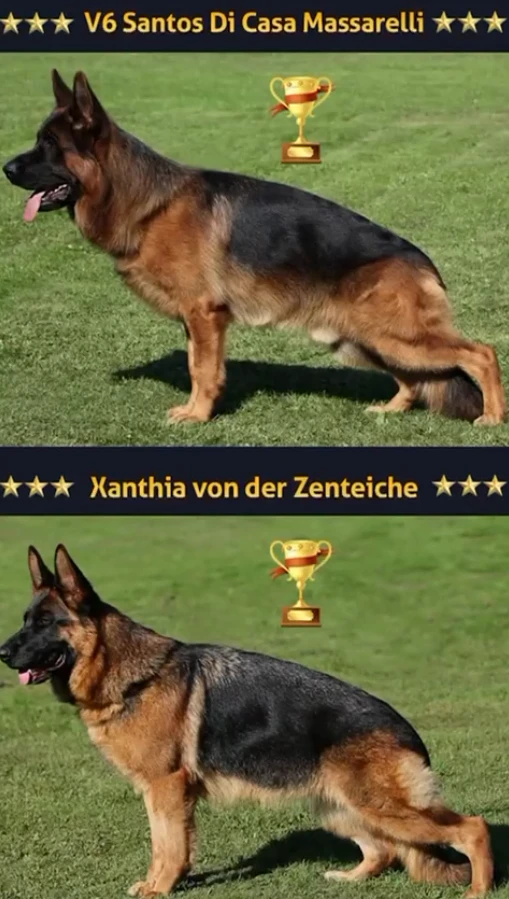 Blaze gallery video 1