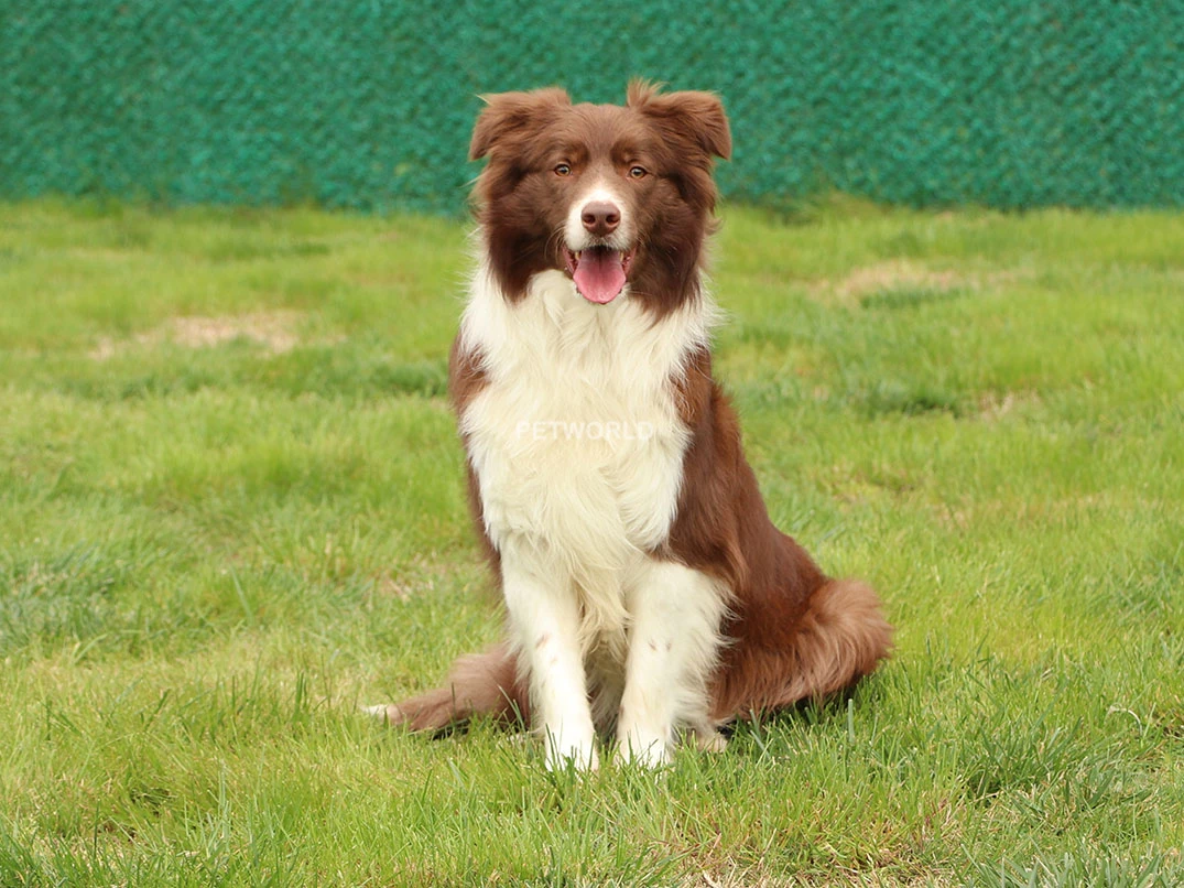 Elit Yavru Gomna gallery 2