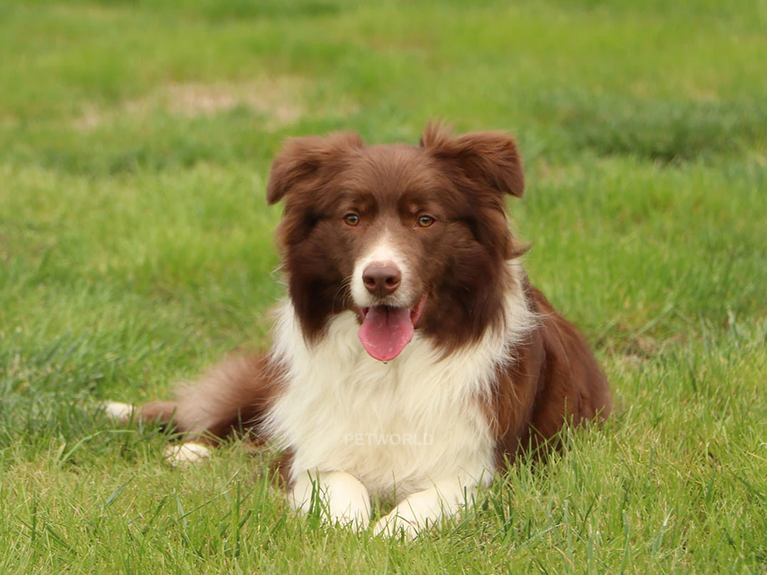 Elit Yavru Gomna gallery 3