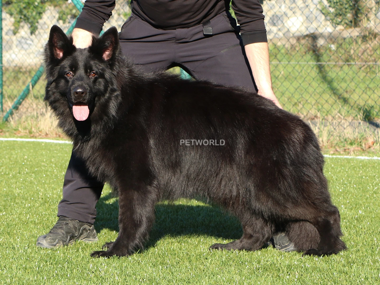 Darky Von Petworld gallery 4