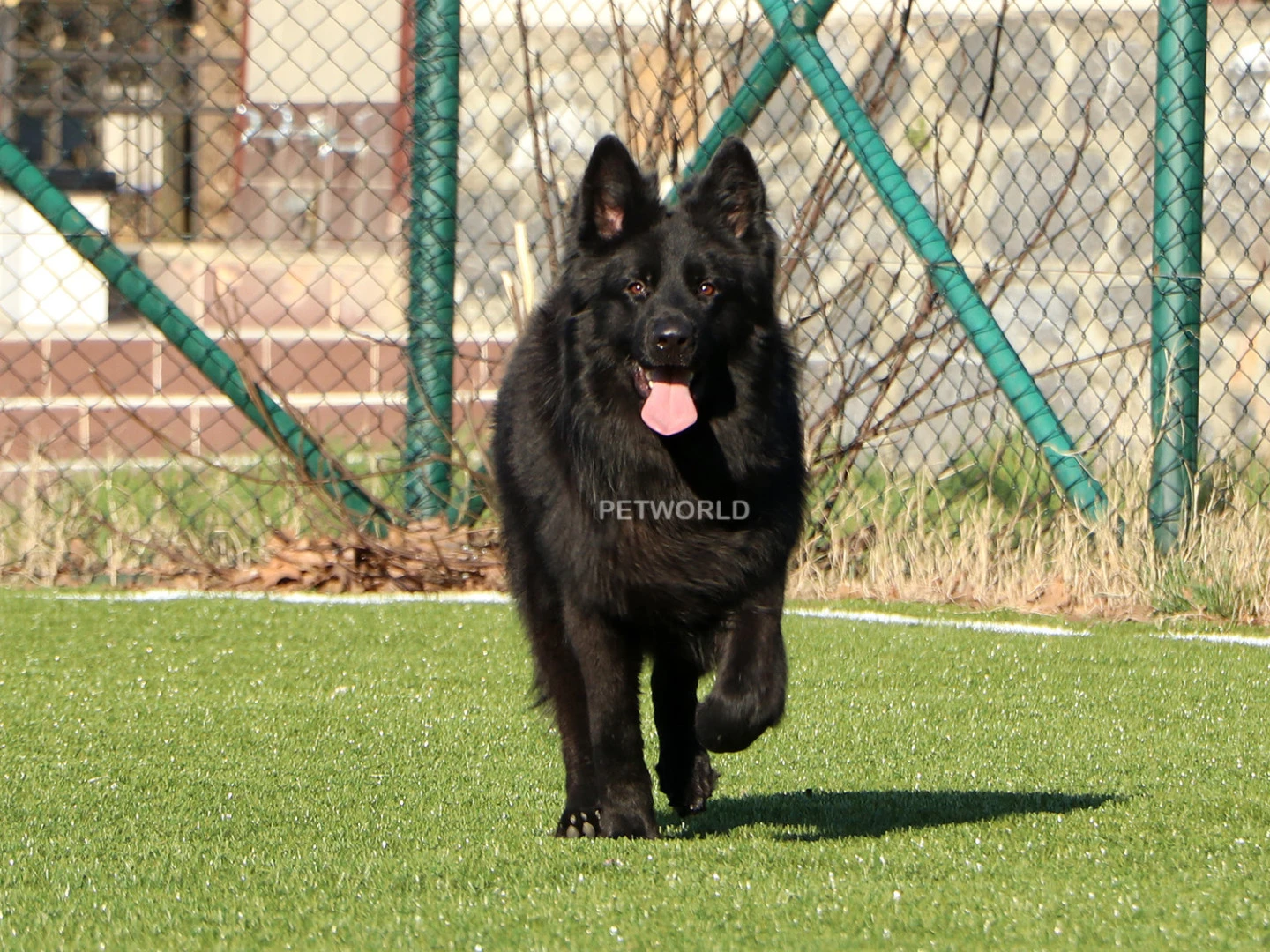 Darky Von Petworld gallery 3