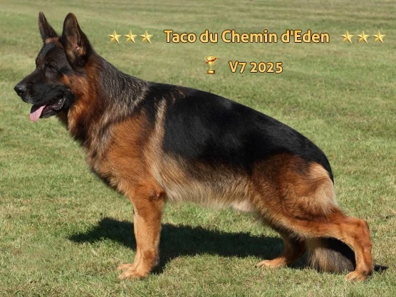 Re Della Valcuvia VA8