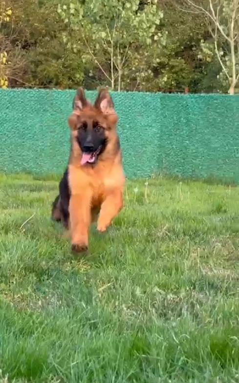 Molly gallery video 2