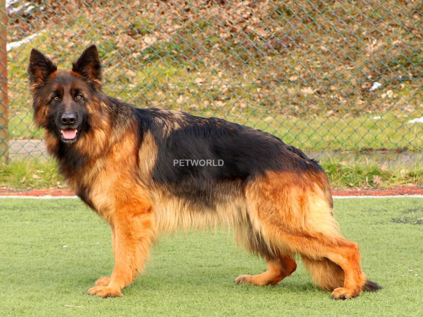 Zaja vom Freese Land