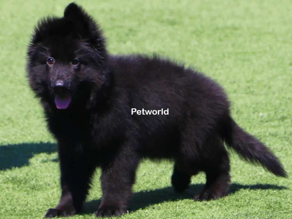Zeyd von Petworld(0865) gallery 10